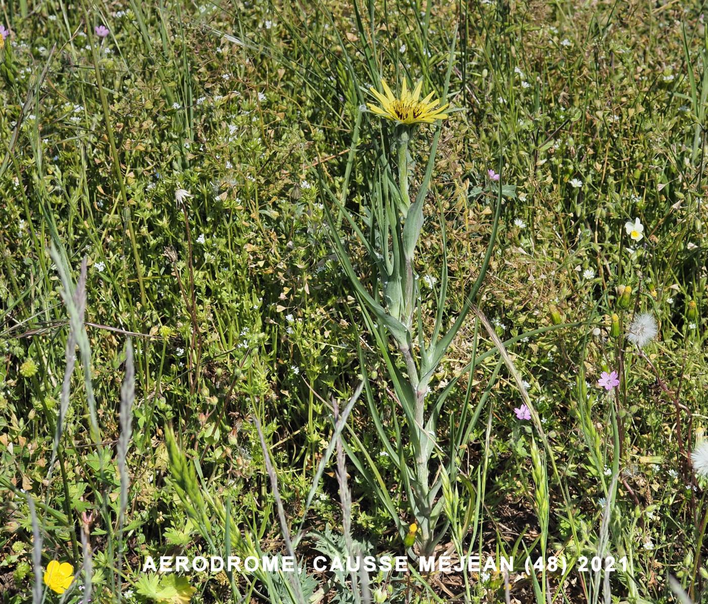 Salsify, Yellow plant